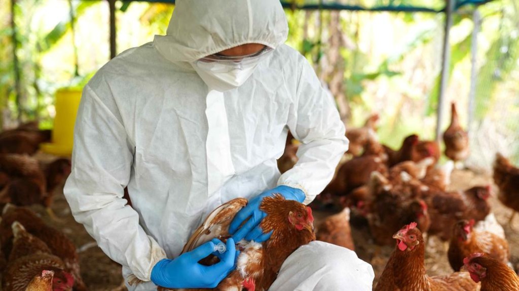 Alerta em Mato Grosso: Novo Caso de Influenza Aviária Reacende Preocupações no Brasil Alerta em Mato Grosso: Novo Caso de Influenza Aviária Reacende Preocupações no Brasil