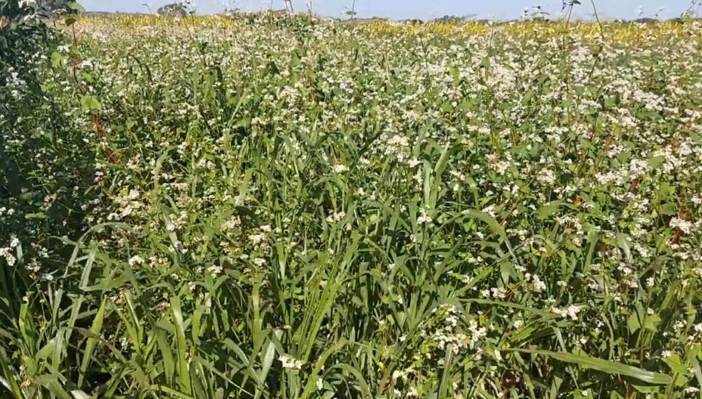 Benefícios das Plantas de Cobertura: Desafios e Oportunidades na Agricultura Brasileira