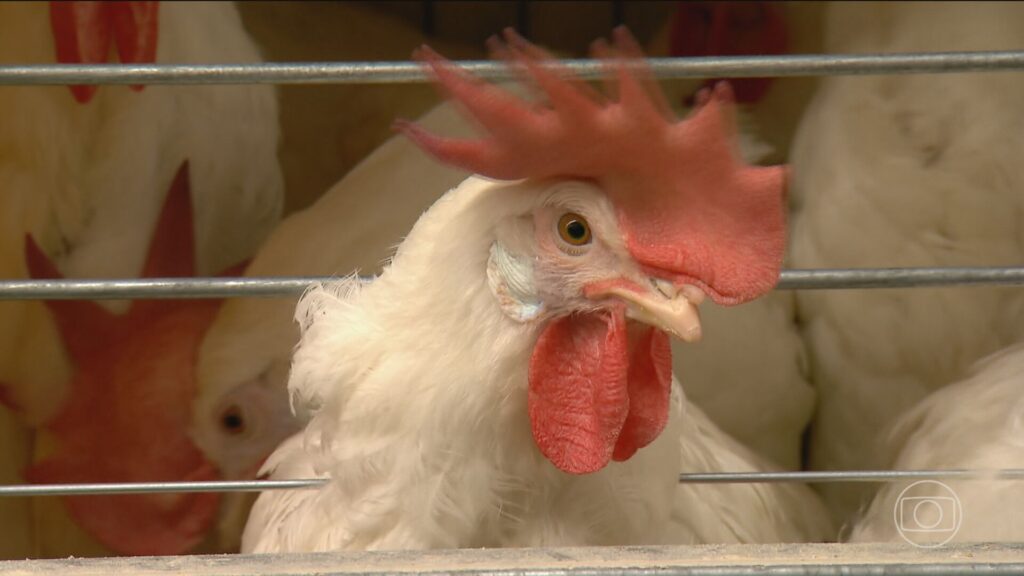 Gripe Aviária Confirmada em Cuiabá: Medidas de Contenção São Adotadas