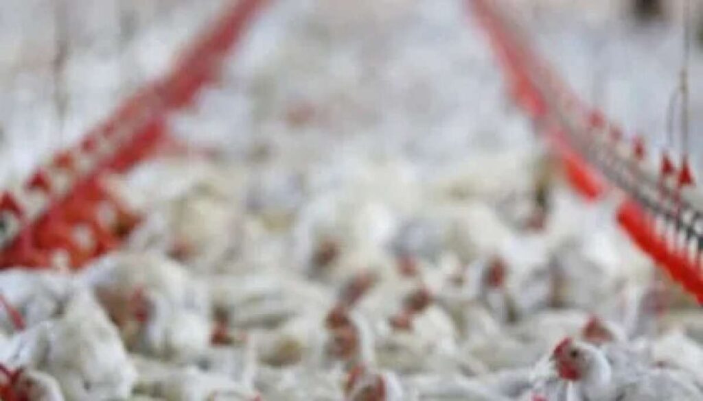 Gripe Aviária em Cuiabá: Mapa Confirma Caso e Indea Implementa Medidas de Contenção