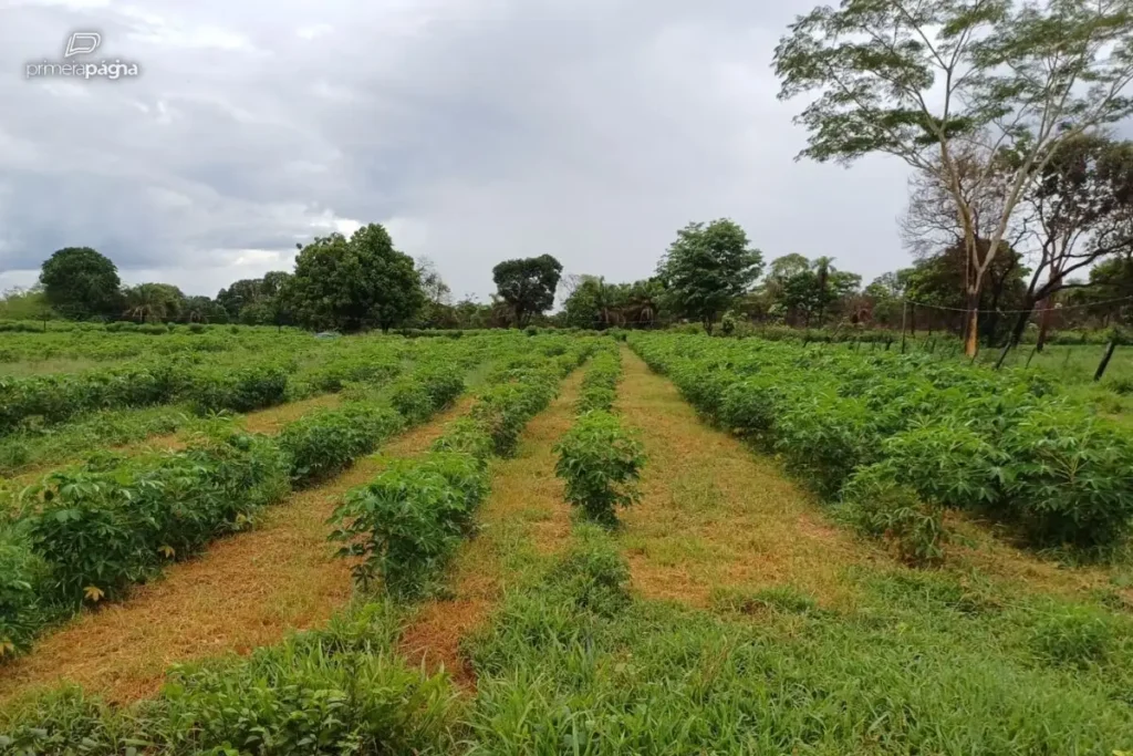 Migração da Produção de Mandioca: Baixada Cuiabana Enfrenta Desafios em Mato Grosso