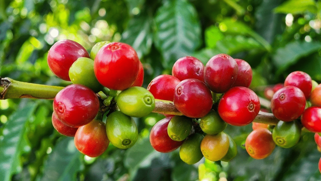 Minas Gerais Alcança Recorde em Exportações do Agronegócio em 2025