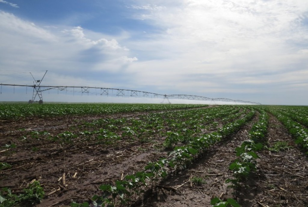 Avanço do Plantio de Algodão em Mato Grosso Atinge 29% e Supera Expectativas Avanço do Plantio de Algodão em Mato Grosso Atinge 29% e Supera Expectativas