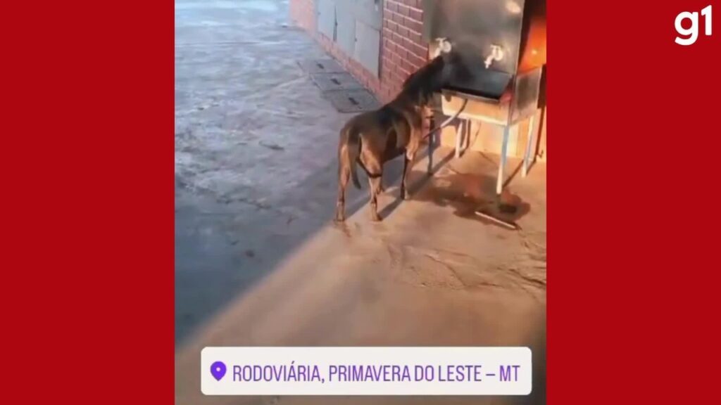 Cachorro 'Caramelo' é Flagado Bebendo Água em Bebedouro Público na Rodoviária de MT