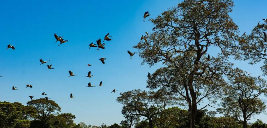 Cuiabá: A Nova Capital do Ecoturismo no Centro do Brasil