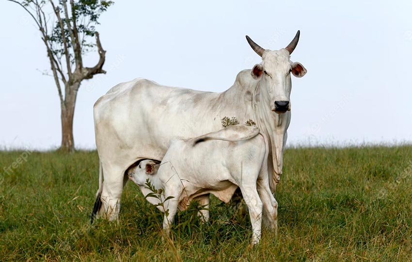 Exportações de Carne Bovino de MT Crescem Quase 30% em 2025 Exportações de Carne Bovino de MT Crescem Quase 30% em 2025