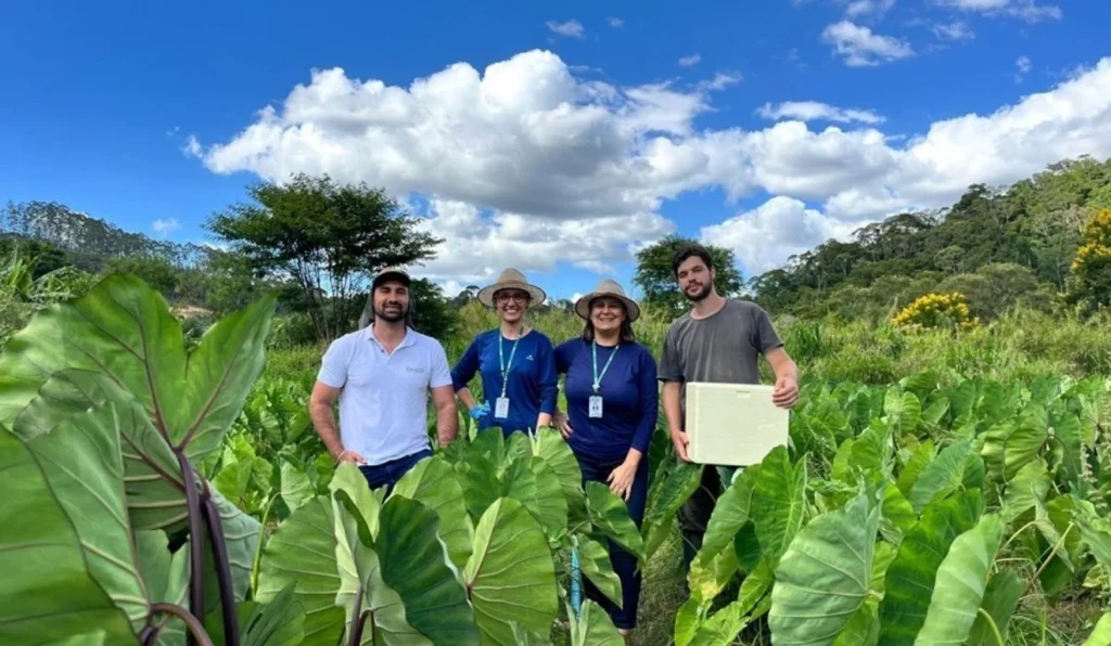 Incaper Desenvolve Variedades de Inhame Adaptadas ao Espírito Santo Incaper Desenvolve Variedades de Inhame Adaptadas ao Espírito Santo