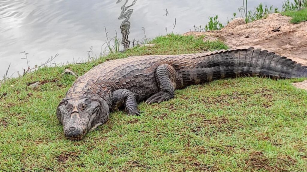 Jacaré 'Celso' quase ataca mulher em parque de Cuiabá; assista ao vídeo