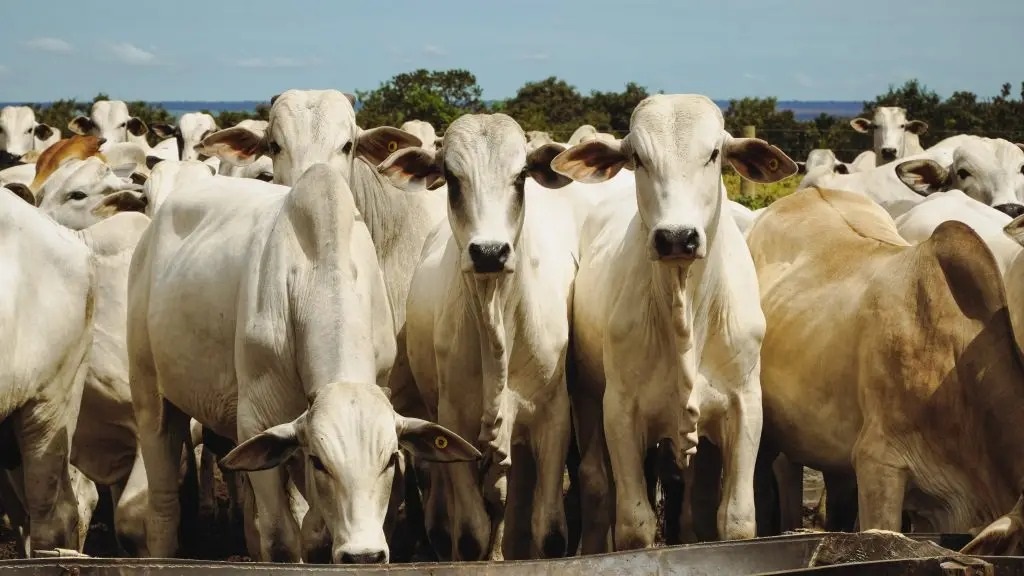 Mato Grosso Avança em Produtividade na Pecuária e Aumenta Abate de Bovinos Mato Grosso Avança em Produtividade na Pecuária e Aumenta Abate de Bovinos