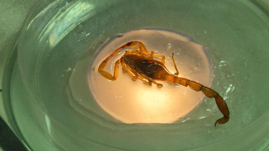 Mato Grosso: Quase 4 mil Acidentes com Animais Peçonhentos em 2025