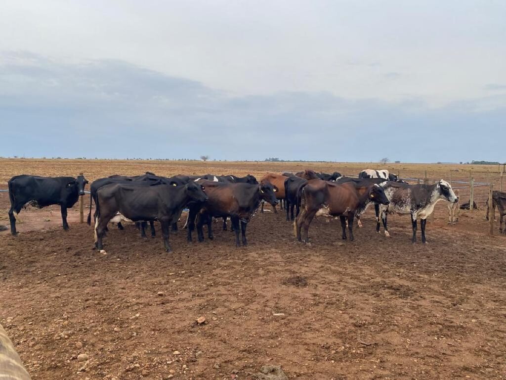 Melhoramento Genético Impulsiona a Produtividade na Agricultura Familiar em MT
