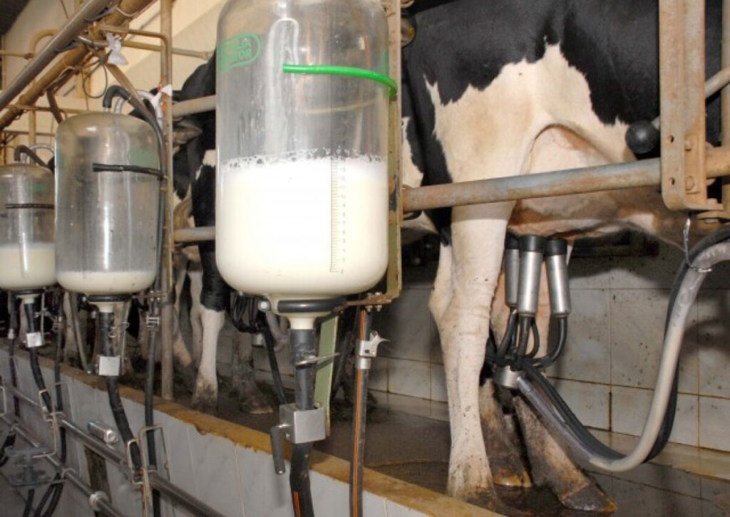 Pecuária Leiteira: Desafios e Perspectivas até 2026