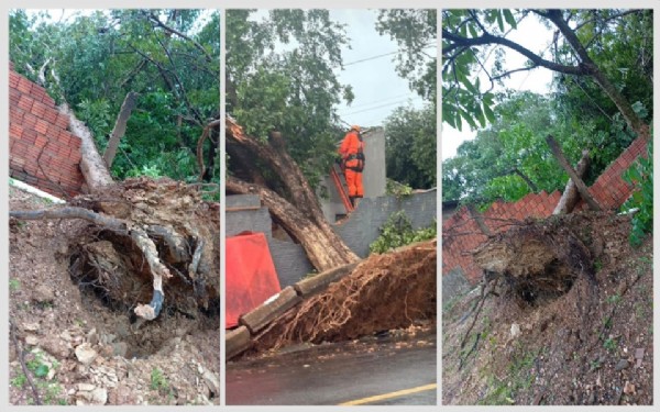 Tempestade em Cuiabá: Ventos Fortes Derrubam Árvores e Deixam Milhares Sem Energia Tempestade em Cuiabá: Ventos Fortes Derrubam Árvores e Deixam Milhares Sem Energia