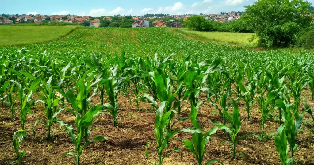 Como o Agronegócio Brasileiro Lida com os Desafios Climáticos em Cada Safra
