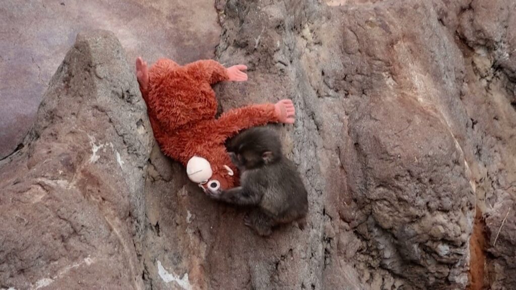 Desafio Visual: Encontre Punch e Aumente suas Habilidades Cognitivas Desafio Visual: Encontre Punch e Aumente suas Habilidades Cognitivas