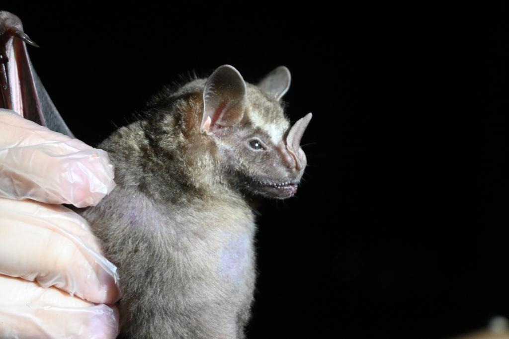 Estudo Revela Vírus, Fungos e Bactérias em Morcegos na Transição Cerrado-Amazônia: Riscos e Benefícios Estudo Revela Vírus, Fungos e Bactérias em Morcegos na Transição Cerrado-Amazônia: Riscos e Benefíci