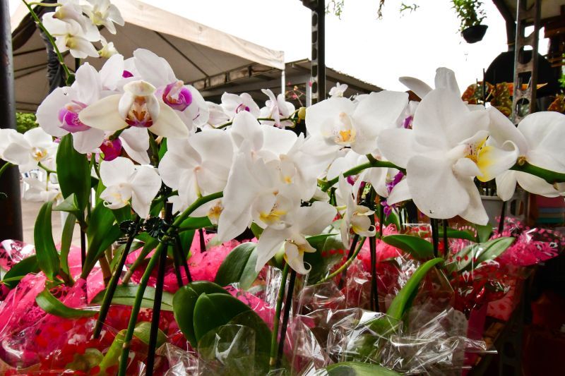Festival de Flores e Orquídeas de Cuiabá: Uma Explosão de Cores e Economia Festival de Flores e Orquídeas de Cuiabá: Uma Explosão de Cores e Economia