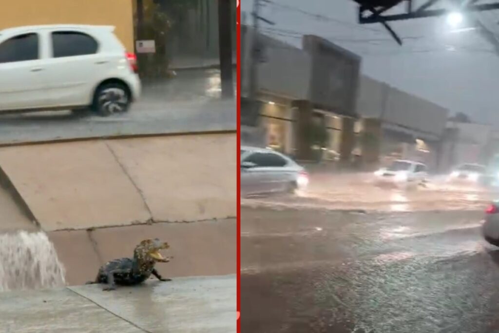 Impactos do Temporal em Cuiabá: Alagamentos e Filhote de Jacaré no Córrego Impactos do Temporal em Cuiabá: Alagamentos e Filhote de Jacaré no Córrego