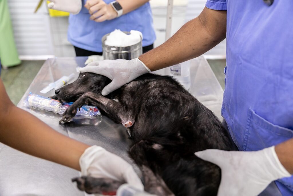 Prefeitura de Cuiabá Lança Chamamento para Credenciamento de Clínicas Veterinárias
