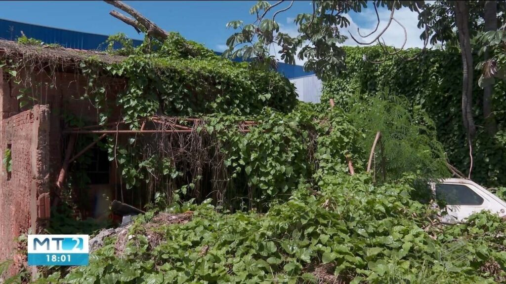 Vacinação Contra Dengue: Mais de 23 mil Profissionais da Saúde em MT Serão Imunizados Vacinação Contra Dengue: Mais de 23 mil Profissionais da Saúde em MT Serão Imunizados