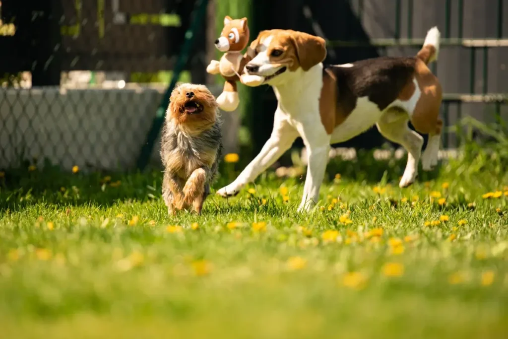 Cãominhada Mulher & Pet: Caminhada, Adoção e Serviços na Arena Pantanal