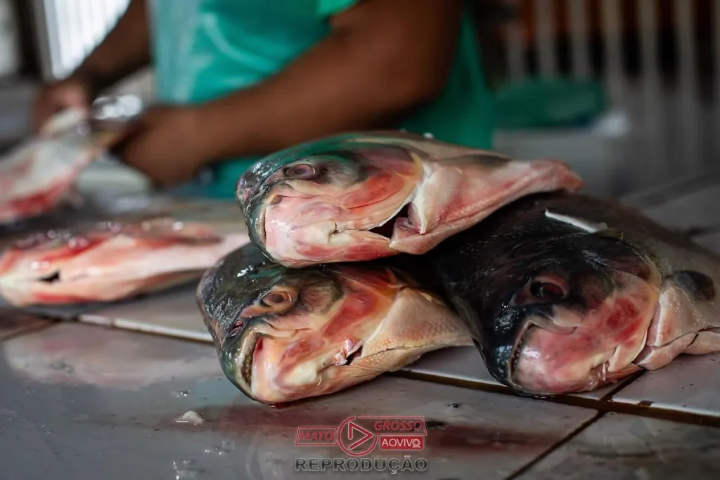 Cuiabá Define Regras para a Feira Peixe Santo de 2026