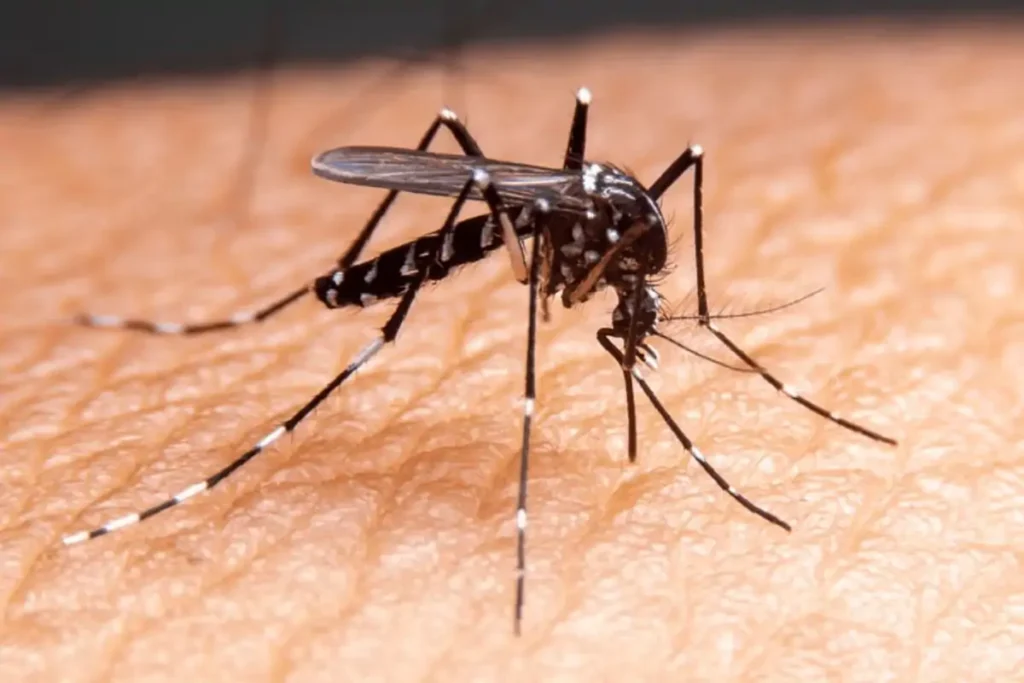 Cuiabá Registra 139 Casos de Dengue e Reduz Notificações com Ações de Combate