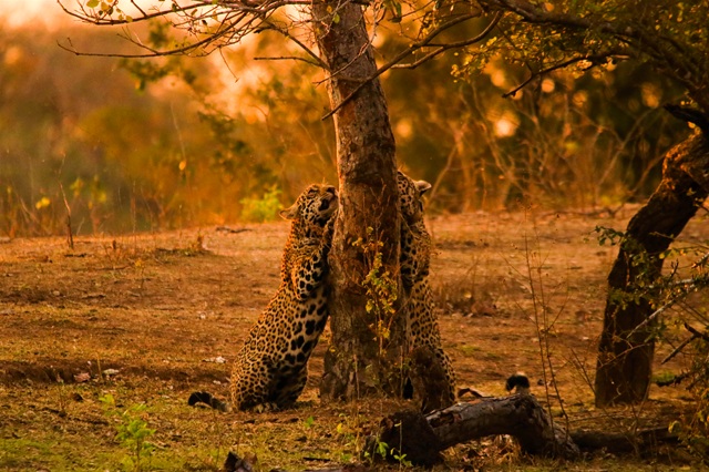 Uma Só Saúde: A Nova Fronteira na COP15 das Espécies Migratórias Uma Só Saúde: A Nova Fronteira na COP15 das Espécies Migratórias