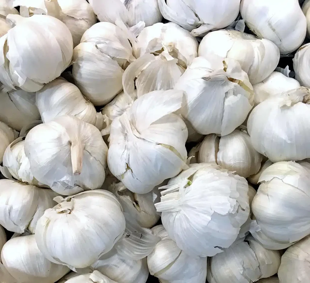 Produção de Alho no Brasil Sofre Queda com a Aumento das Importações