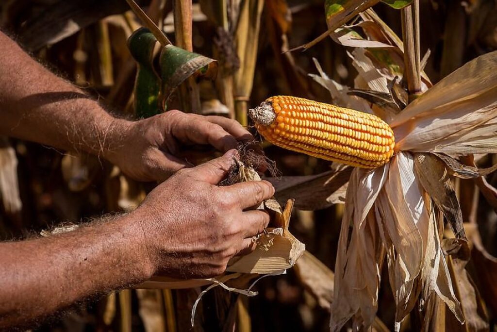 Produtores Rurais de MT Conectam-se com Compradores Internacionais em Rodadas de Negócios