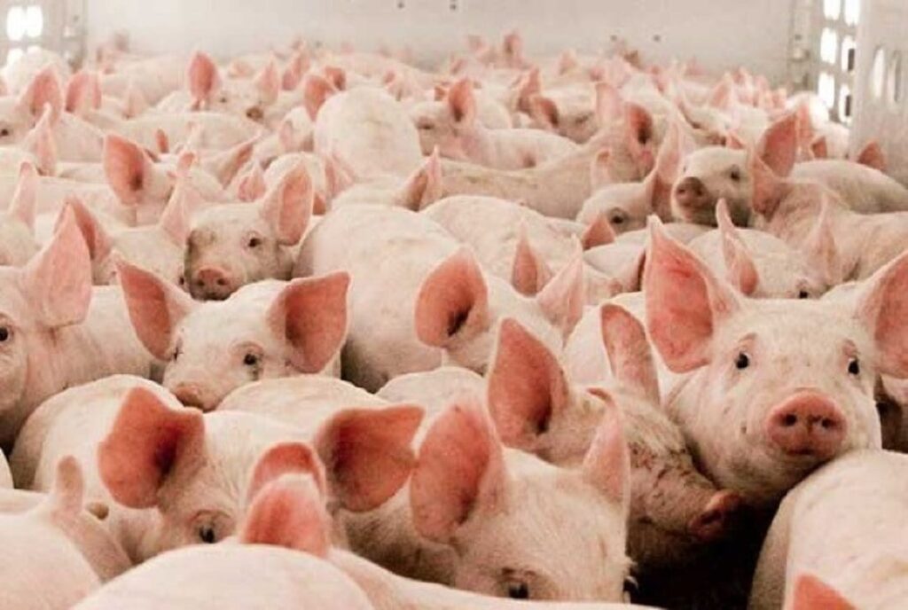Prorrogação de Incentivo Fiscal Fortalece Suinocultura em Mato Grosso