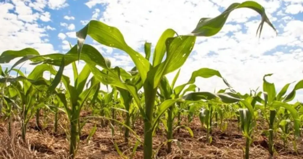 Transição Climática: Alerta para o Agronegócio e Risco de El Niño em 2026