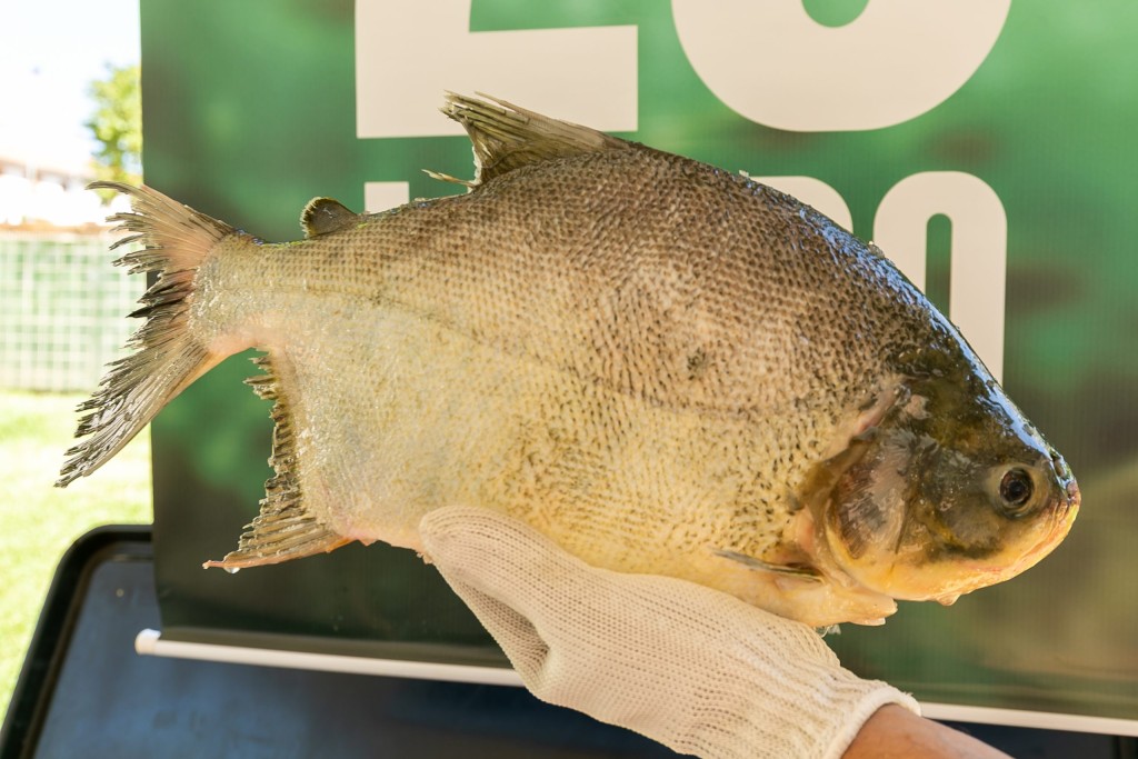 Últimas Horas para Aproveitar Peixe a R$ 25 em Cuiabá Últimas Horas para Aproveitar Peixe a R$ 25 em Cuiabá