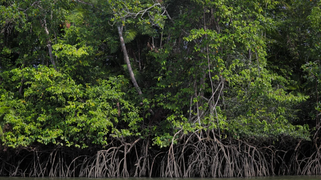 Carbono Azul: 7 Fatos Essenciais sobre a Relação entre Clima e Oceano Carbono Azul: 7 Fatos Essenciais sobre a Relação entre Clima e Oceano