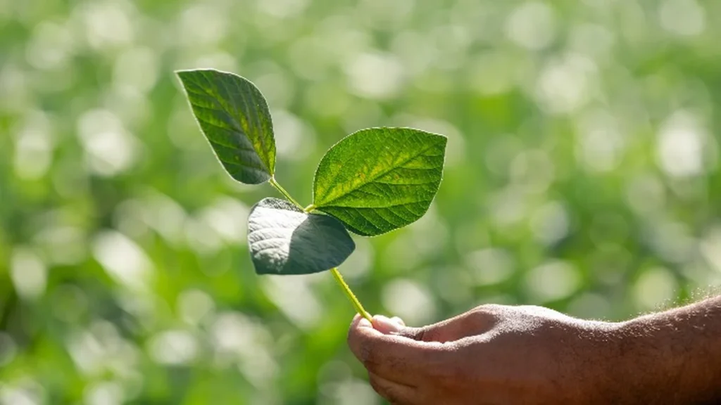 Vazio Sanitário da Soja em Mato Grosso: Combate Essencial à Ferrugem Asiática Vazio Sanitário da Soja em Mato Grosso: Combate Essencial à Ferrugem Asiática