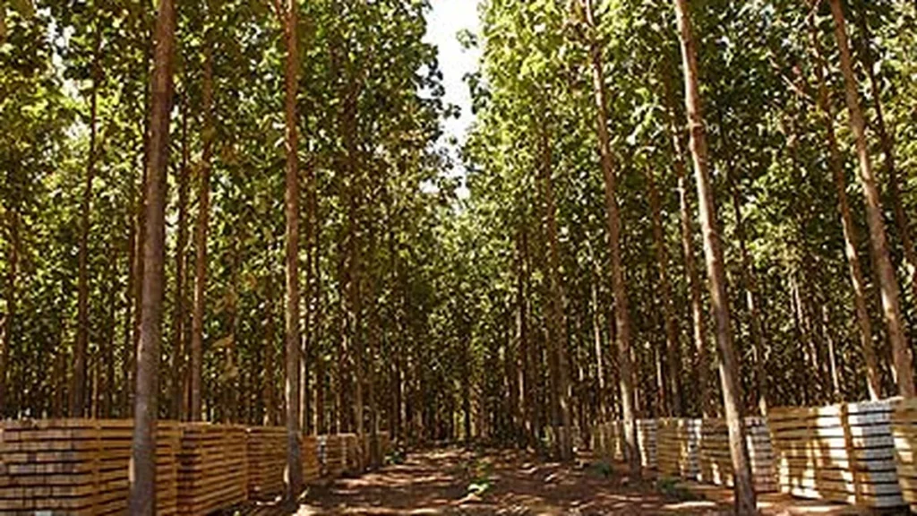 Mato Grosso Enfrenta Déficit Crítico de Biomassa Sustentável para Indústrias em 2024