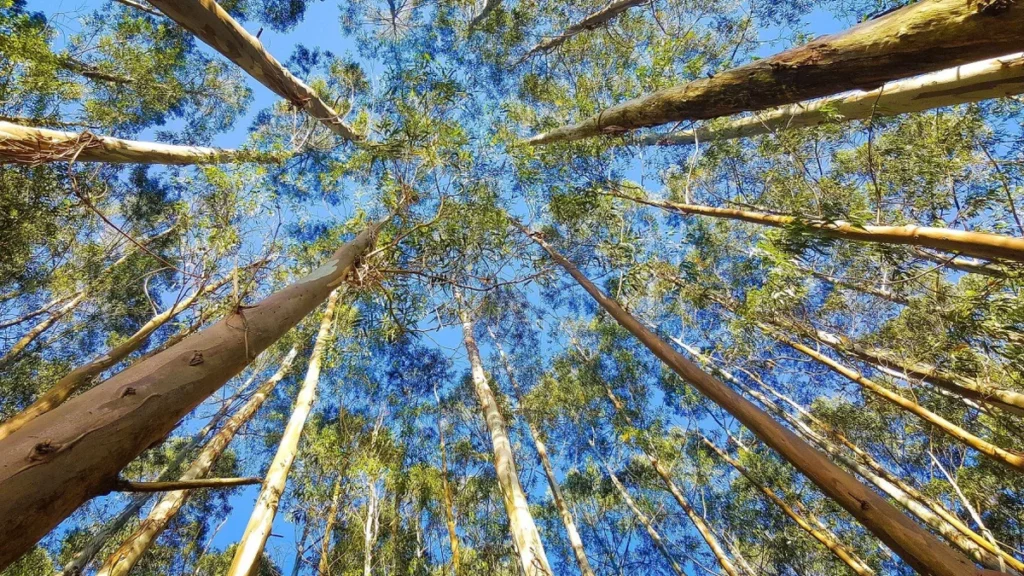 Expansão da Celulose Impulsiona Crescimento Industrial e Econômico em Mato Grosso do Sul Expansão da Celulose Impulsiona Crescimento Industrial e Econômico em Mato Grosso do Sul