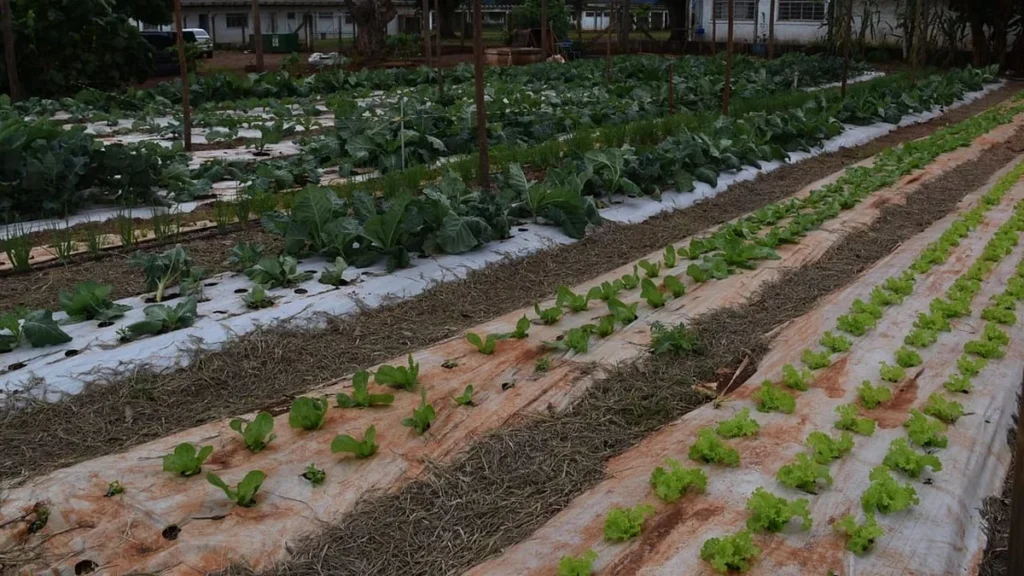 Tecnologia no Campo Transforma Realidade e Aproxima Jovens da Ciência em Mato Grosso do Sul