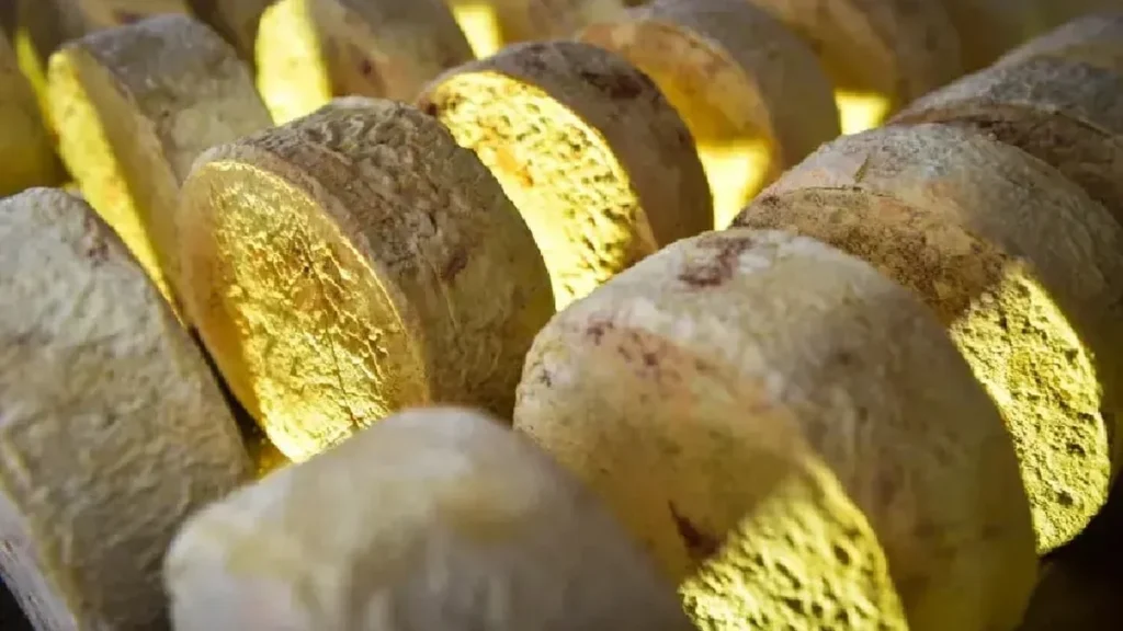 Concurso do Queijo de Mato Grosso recebe inscrições até 18 de junho com expectativa de 400 produtos Concurso do Queijo de Mato Grosso recebe inscrições até 18 de junho com expectativa de 400 produtos
