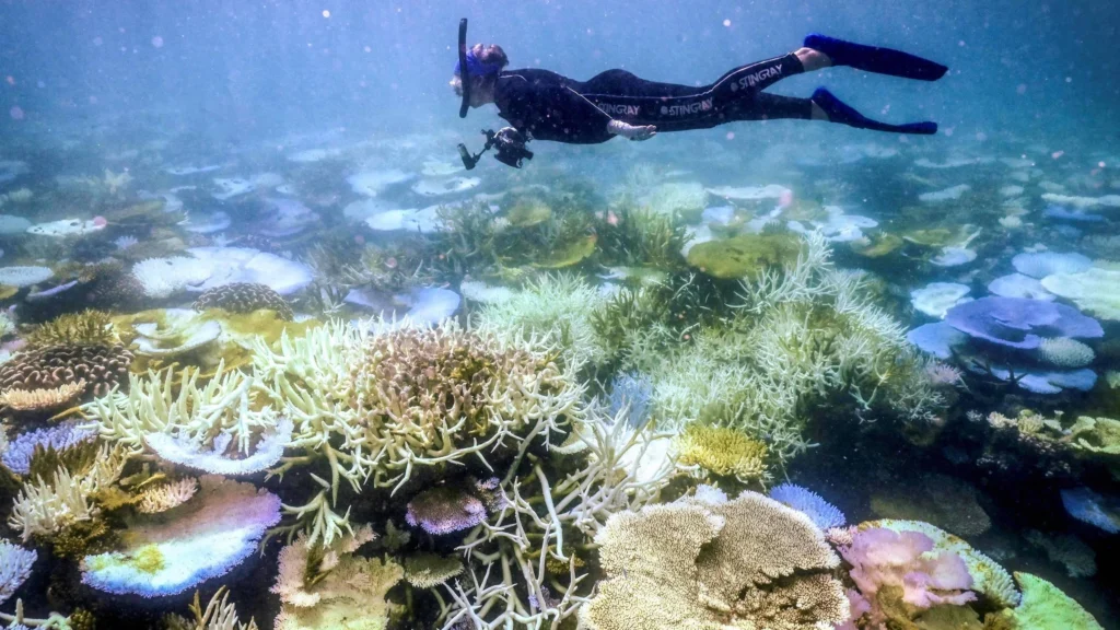 El Niño Ameaça Colapso da Grande Barreira de Coral: Entenda os Riscos para o Ecossistema