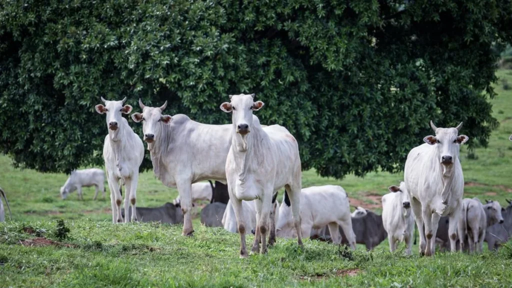 Pecuária arrecada R$ 744,9 milhões em ICMS e destaca papel na economia de Mato Grosso