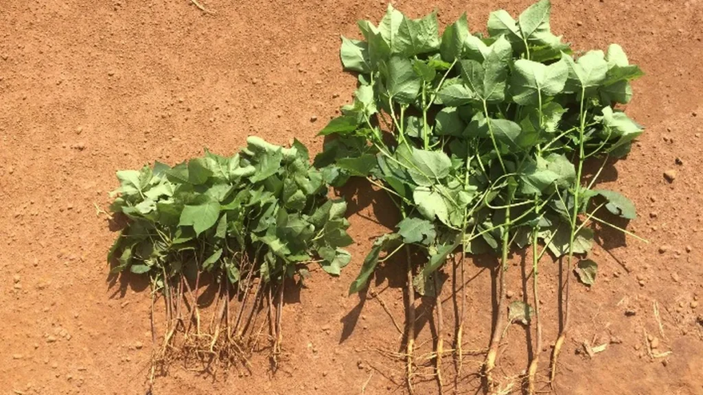 Tecnologia Complementar no Manejo de Nematoides Gera Retorno de Até R$ 1,8 mil por Hectare no Algodã